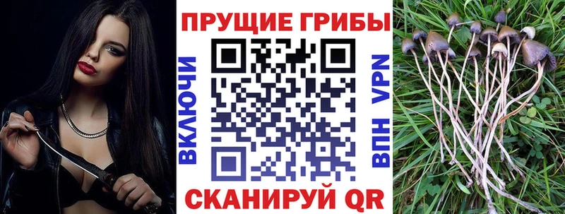Псилоцибиновые грибы MAGIC MUSHROOMS  MEGA маркетплейс  Калининск  хочу  
